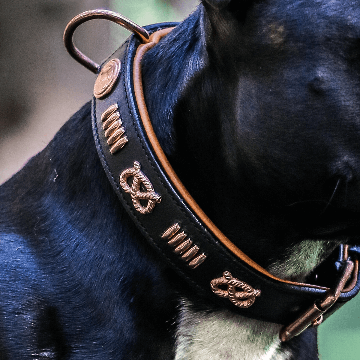 Staffordshire Bull Terrier 1935® Läderhalsband & Koppel Set - Gladiator - Svart/Roséguld