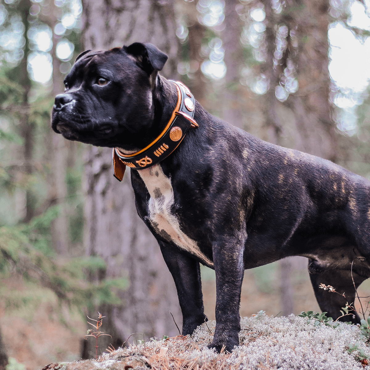 Staffordshire Bull Terrier 1935® Läderhalsband & Koppel Set - Gladiator - Svart/Roséguld