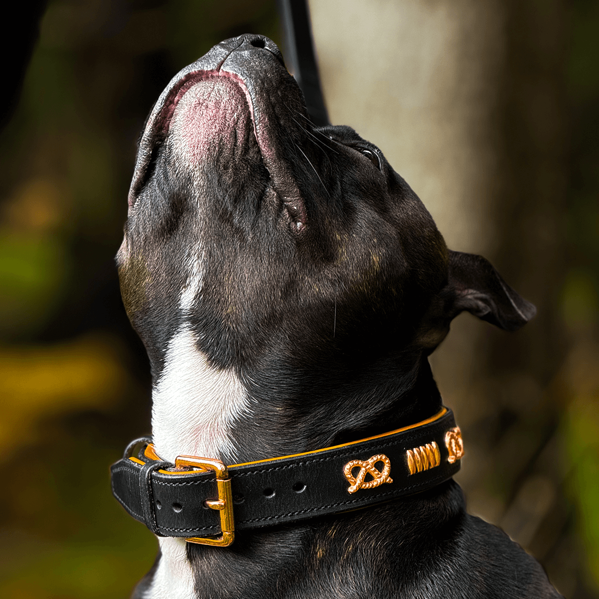 Staffordshire Bull Terrier 1935® Läderhalsband & Koppel Set - Gladiator - Svart/Roséguld