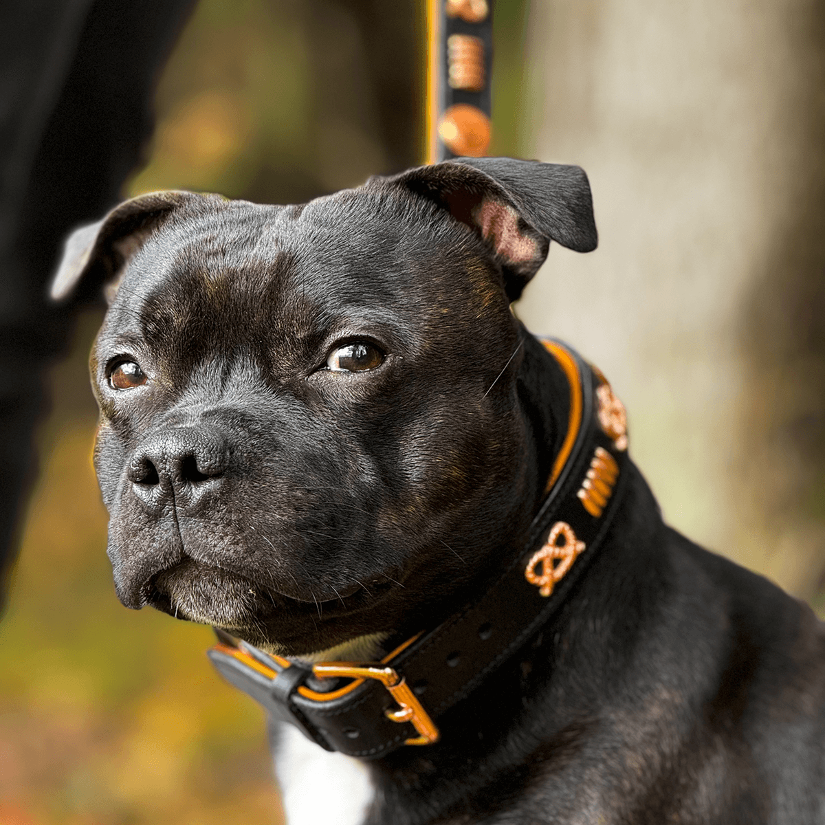 Staffordshire Bull Terrier 1935® Läderhalsband & Koppel Set - Gladiator - Svart/Roséguld