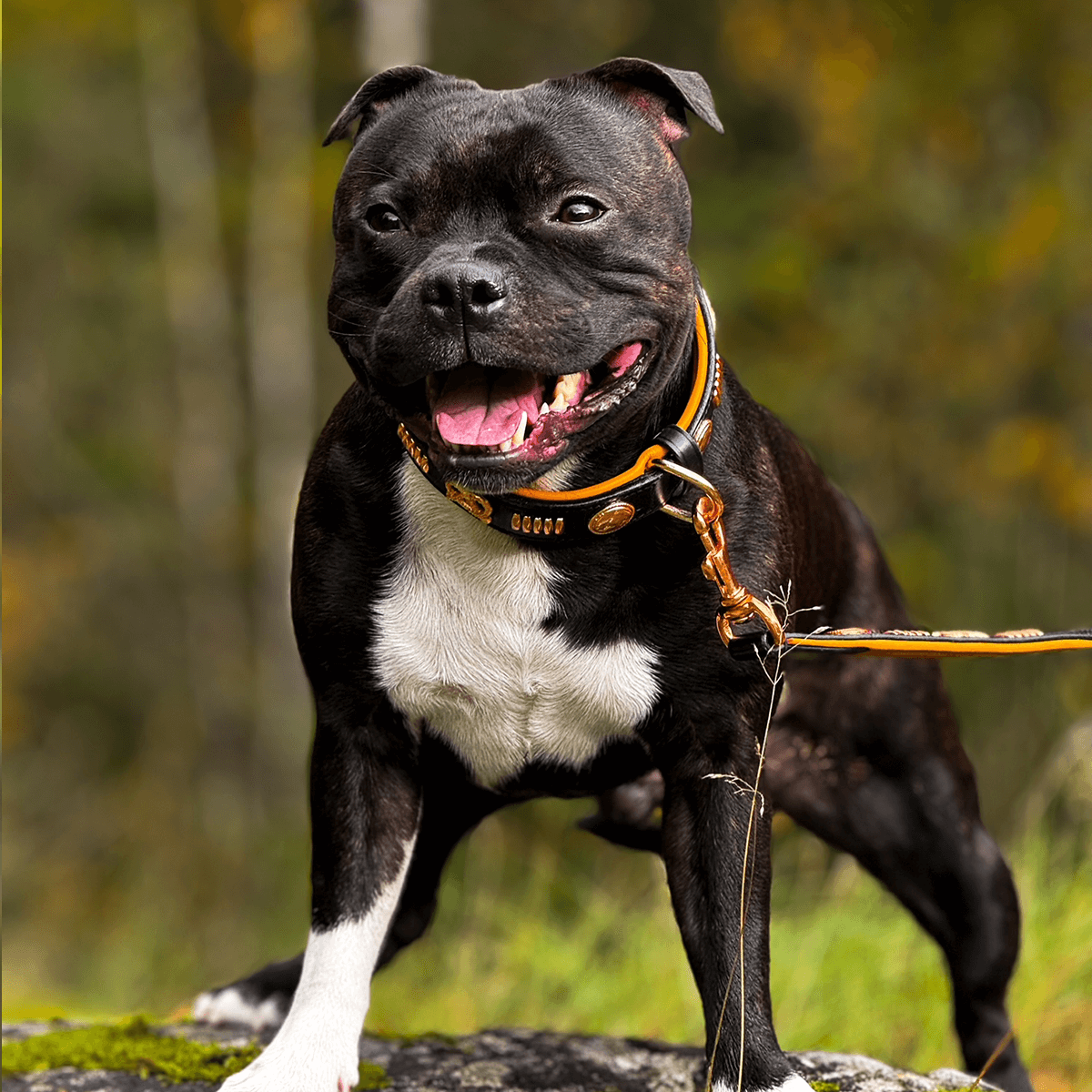 Staffordshire Bull Terrier 1935® Läderhalsband & Koppel Set - Gladiator - Svart/Roséguld