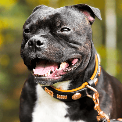 Staffordshire Bull Terrier 1935® Läderhalsband & Koppel Set - Gladiator - Svart/Roséguld