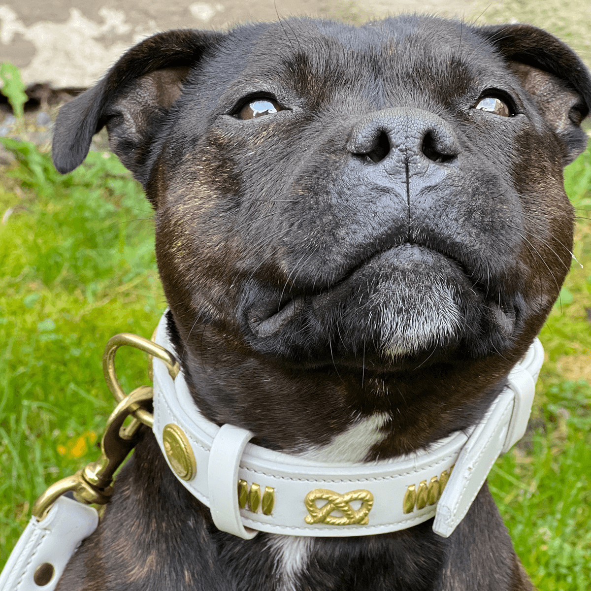 Staffordshire Bull Terrier 1935® Läderhalsband & Koppel Set - Gladiator - Vit/Guld