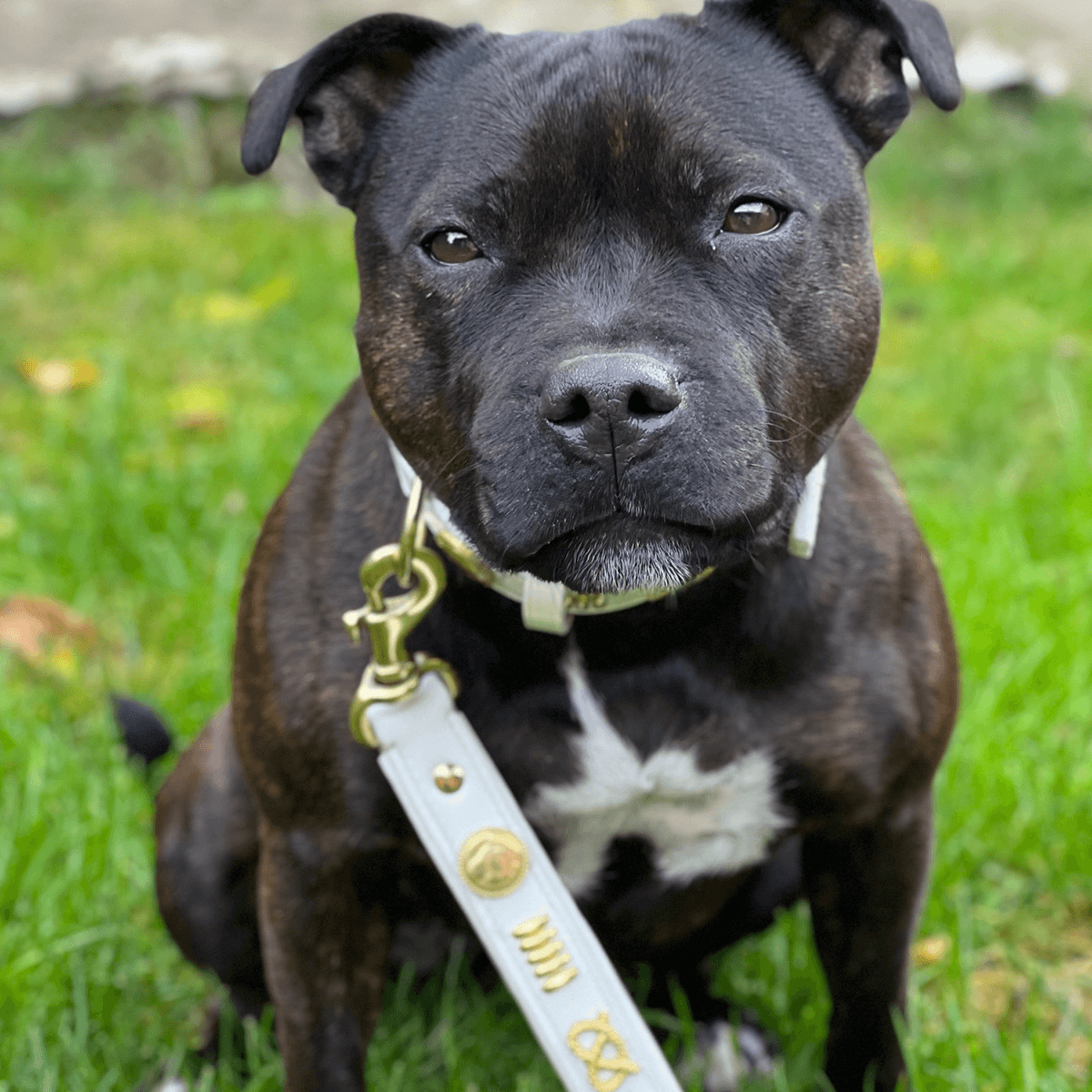 Staffordshire Bull Terrier 1935® Läderhalsband & Koppel Set - Gladiator - Vit/Guld