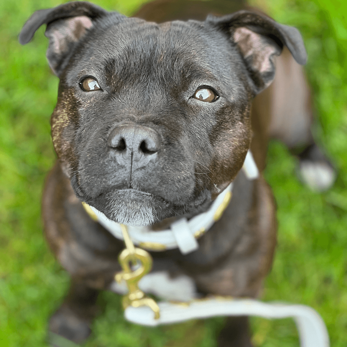 Staffordshire Bull Terrier 1935® Läderhalsband & Koppel Set - Gladiator - Vit/Guld