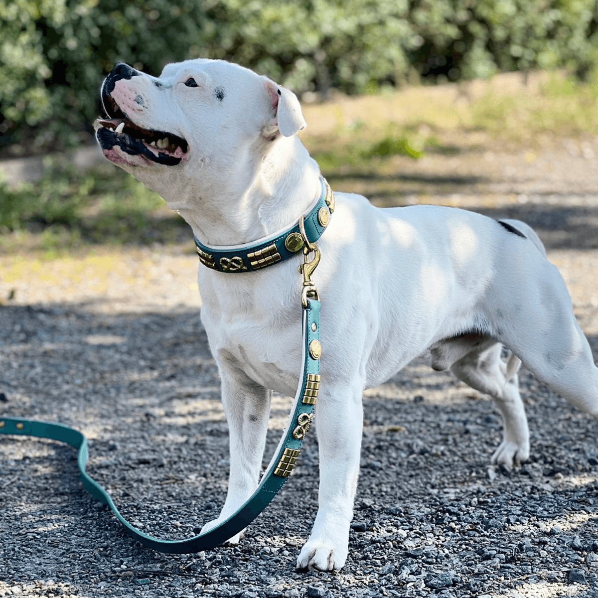 Staffordshire Bull Terrier 1935® Läderhalsband & Koppel Set - Jefferson - Turkos/guld