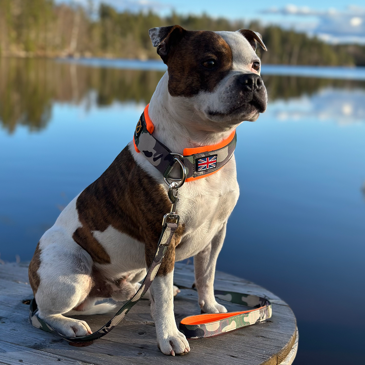 Staffordshire Bull Terrier 1935® Martingale Halsband - Klassisk Camo & Neonorange
