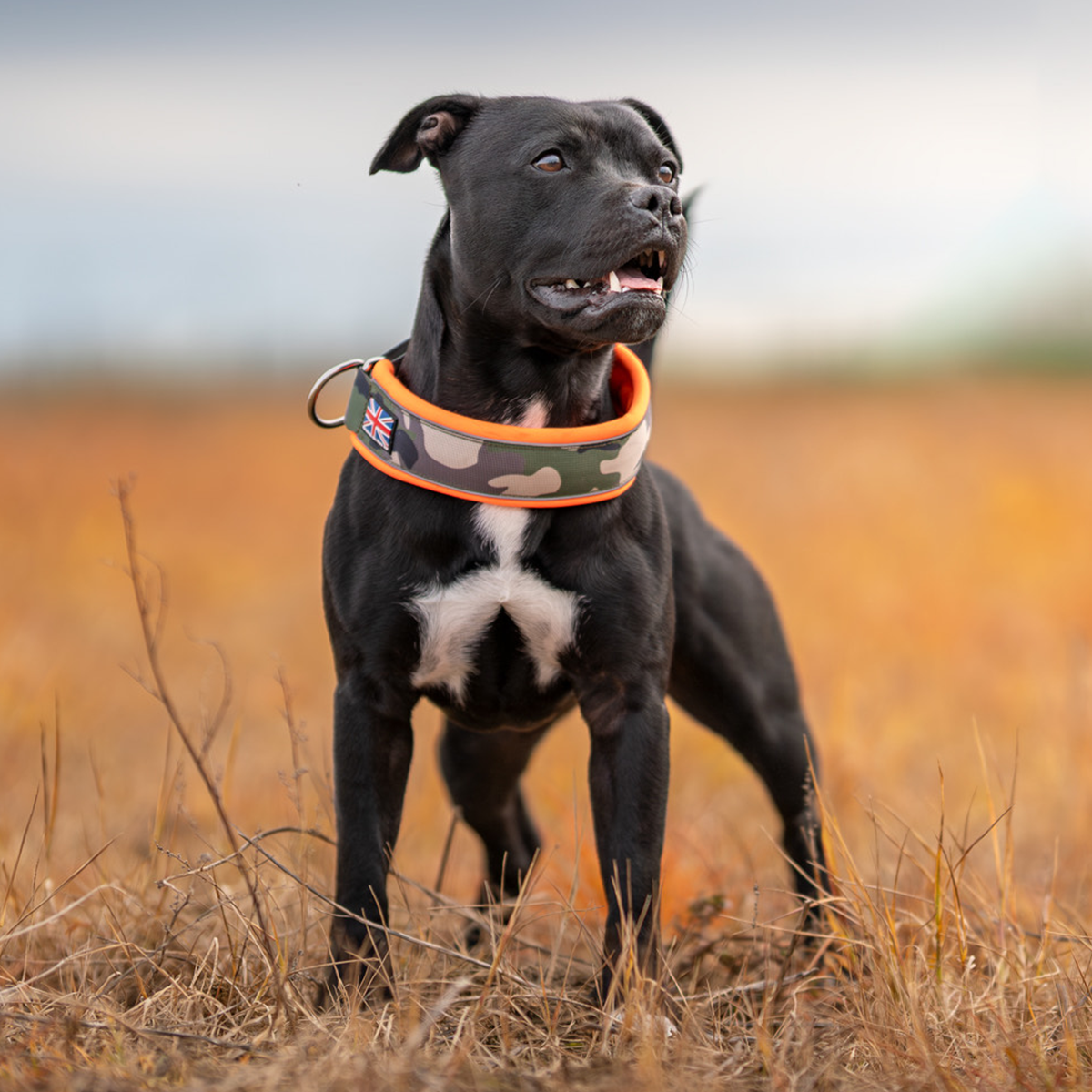 Staffordshire Bull Terrier 1935® Martingale Halsband - Klassisk Camo & Neonorange