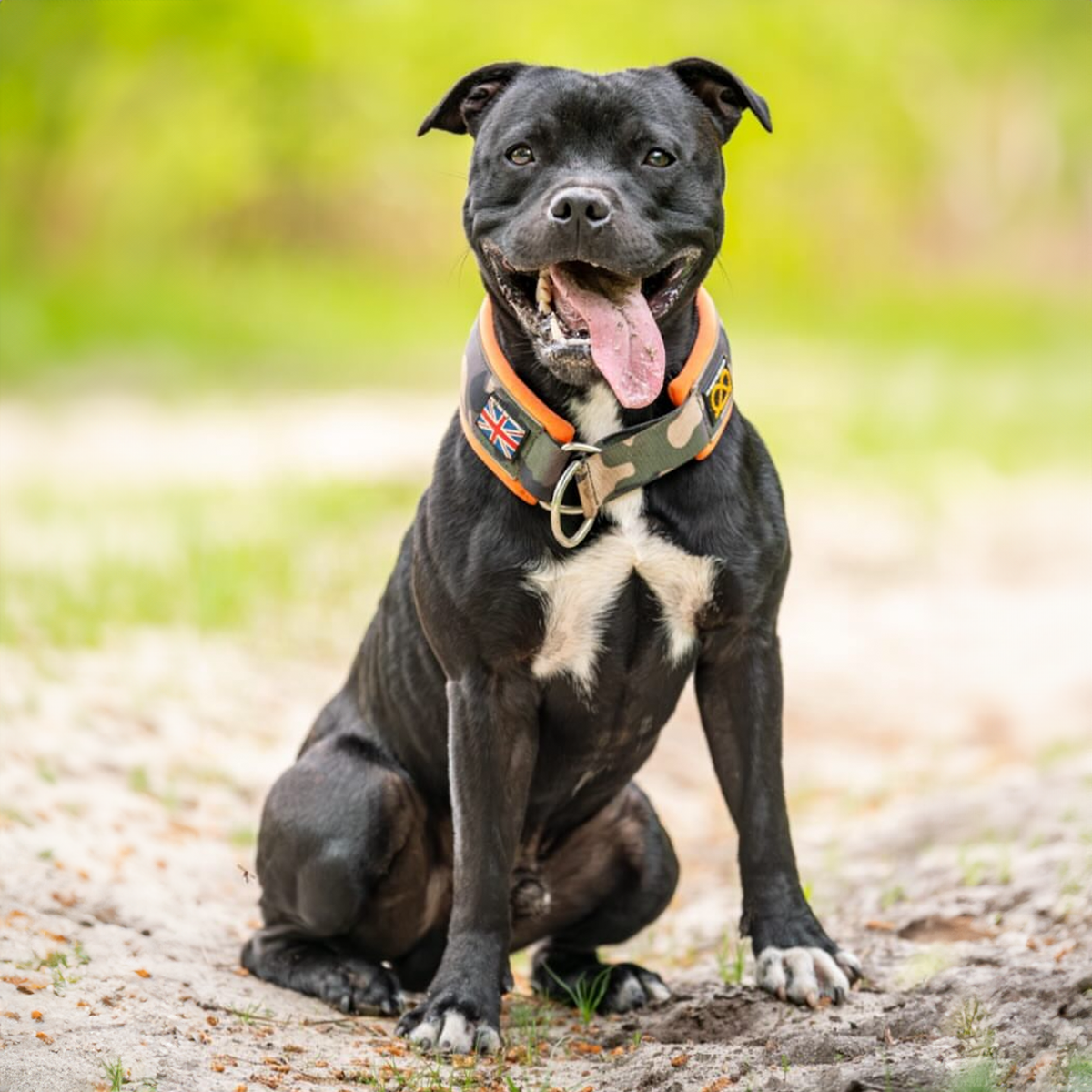 Staffordshire Bull Terrier 1935® Martingale Halsband - Klassisk Camo & Neonorange