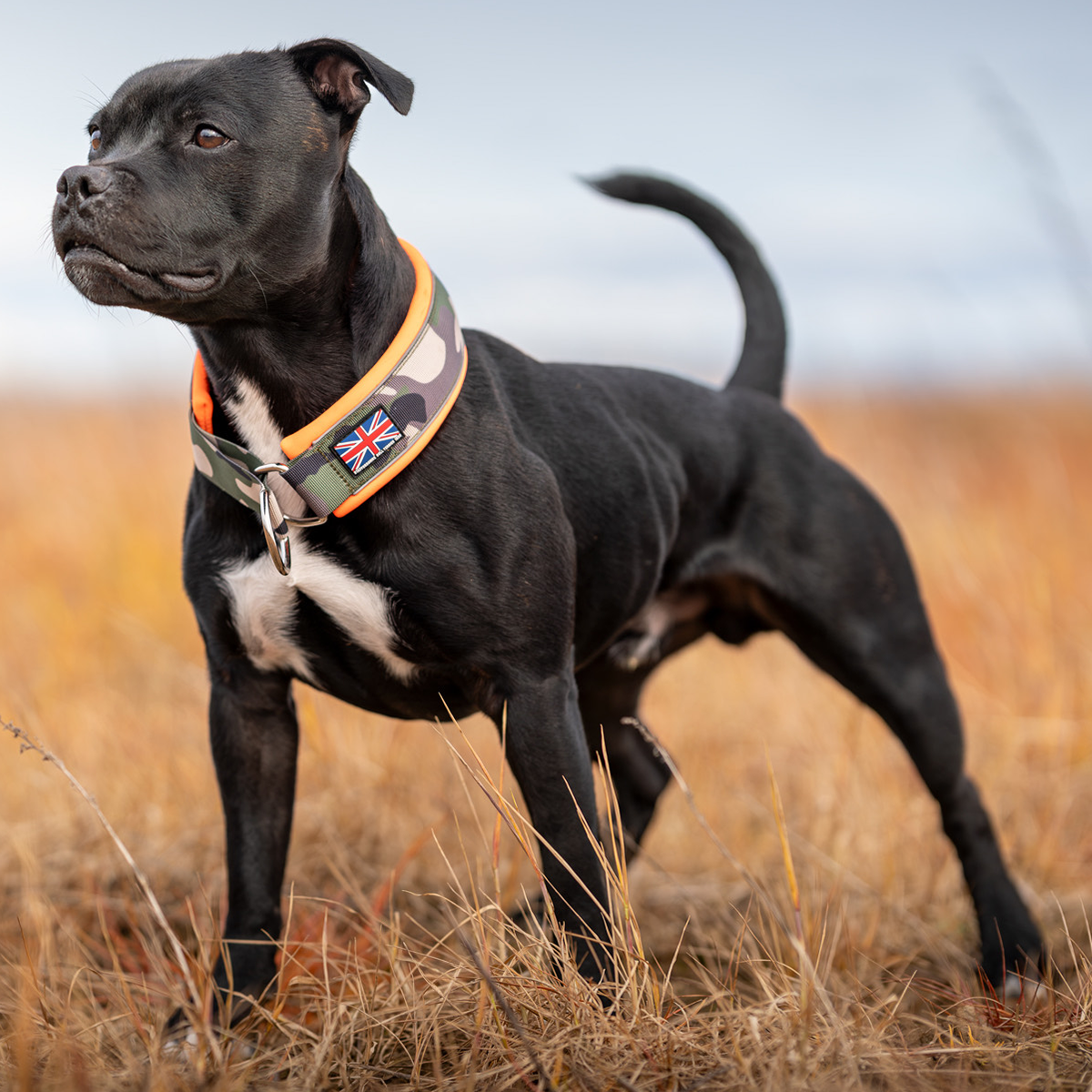 Staffordshire Bull Terrier 1935® Martingale Halsband - Klassisk Camo & Neonorange