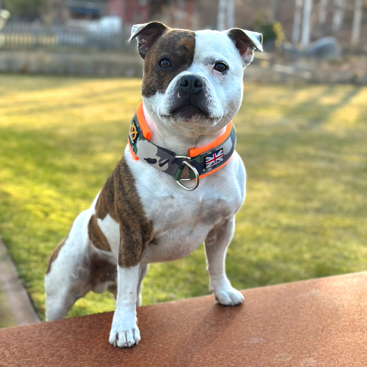 Staffordshire Bull Terrier 1935® Martingale Halsband - Klassisk Camo & Neonorange
