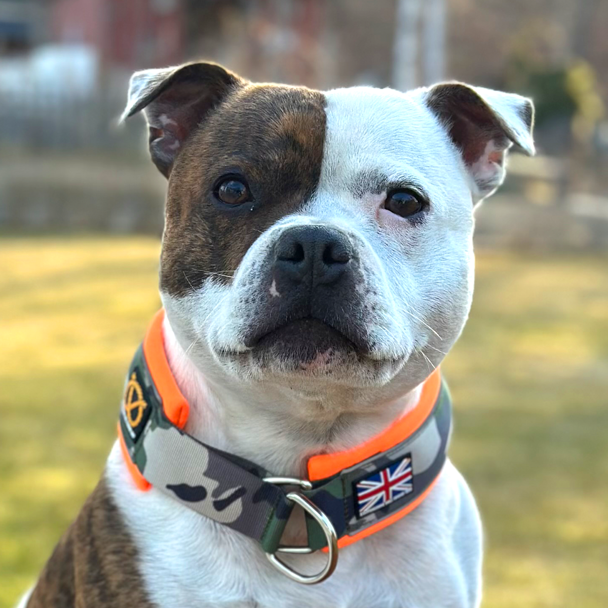 Staffordshire Bull Terrier 1935® Martingale Halsband - Klassisk Camo & Neonorange