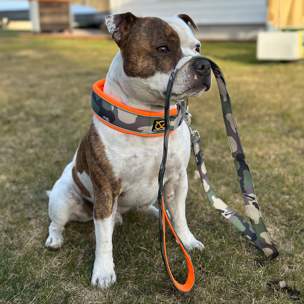 Staffordshire Bull Terrier 1935® Martingale Halsband - Klassisk Camo & Neonorange
