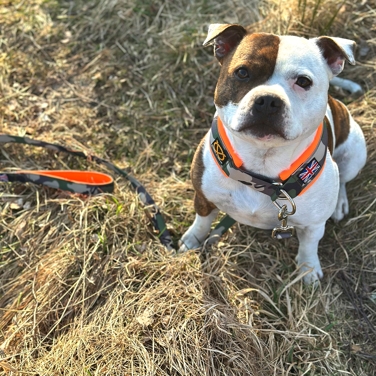 Staffordshire Bull Terrier 1935® Martingale Halsband - Klassisk Camo & Neonorange
