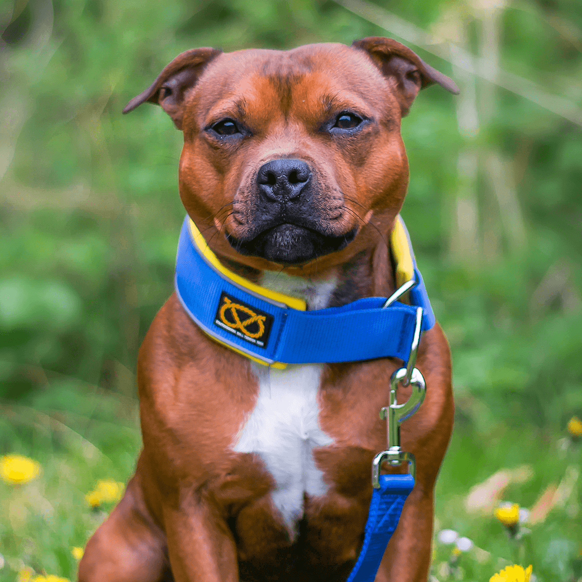 Staffordshire Bull Terrier 1935® Martingale Collar - Royal Blue & Yellow - UK Flag