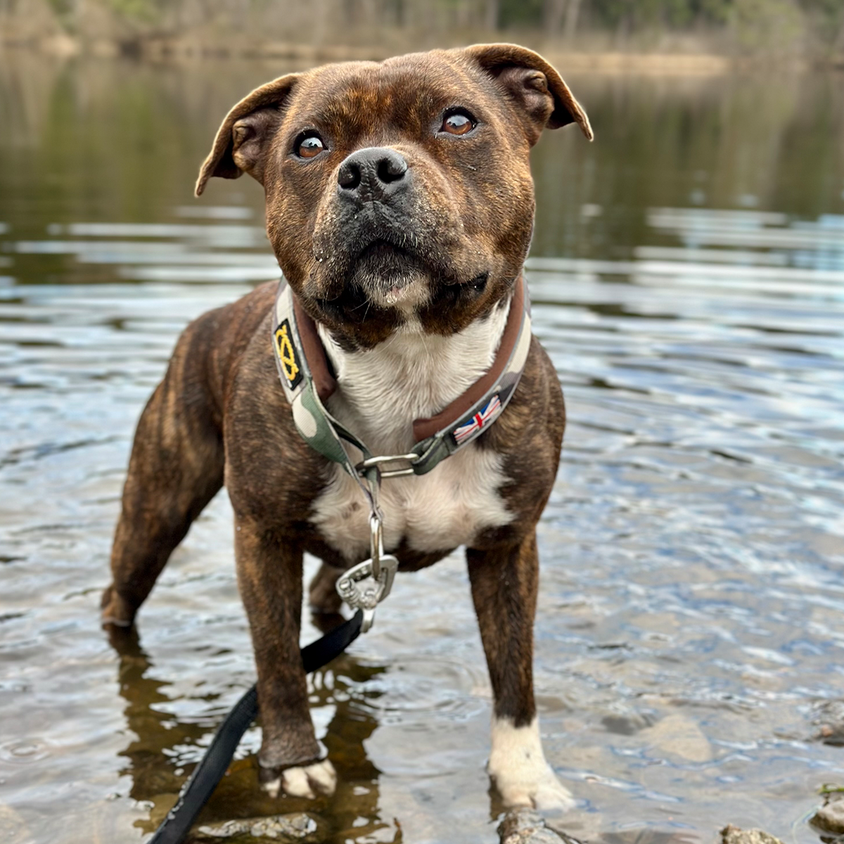 Staffordshire Bull Terrier 1935® Martingale Halsband - Klassisk Camo & Choklad