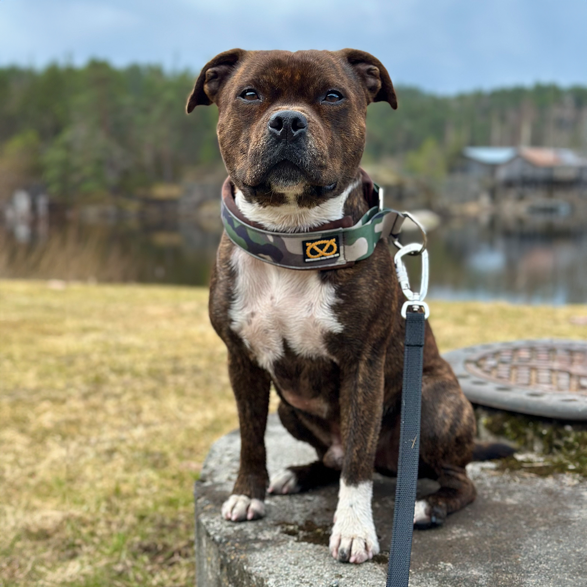 Staffordshire Bull Terrier 1935® Martingale Halsband - Klassisk Camo & Choklad