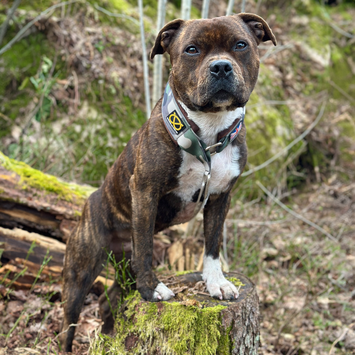 Staffordshire Bull Terrier 1935® Martingale Halsband - Klassisk Camo & Choklad