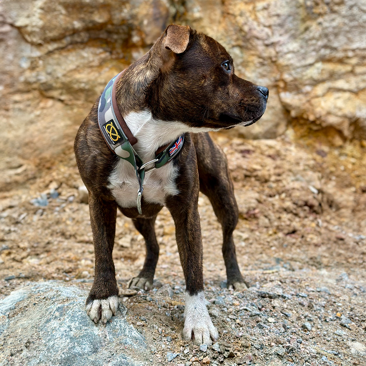 Staffordshire Bull Terrier 1935® Martingale Halsband - Klassisk Camo & Choklad