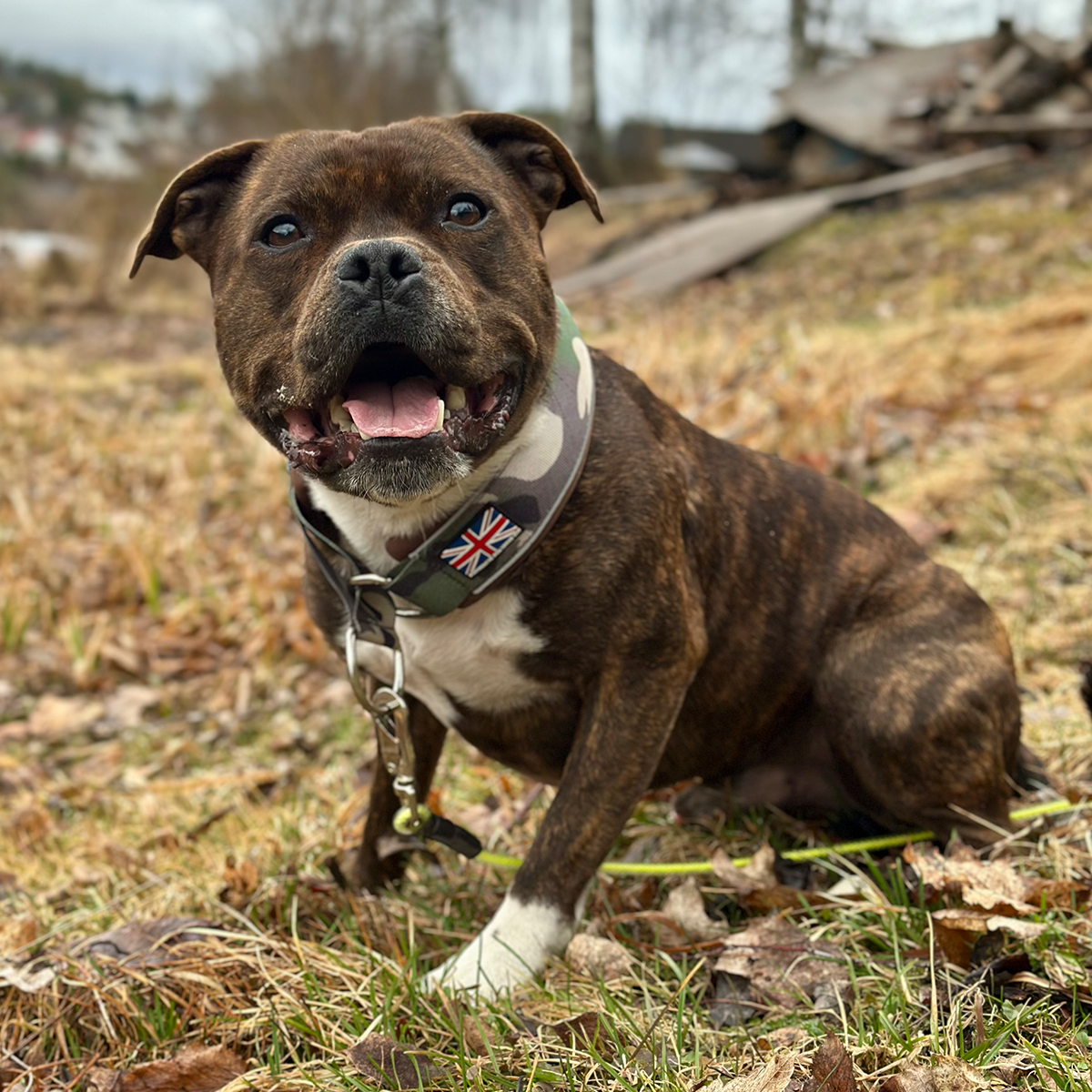 Staffordshire Bull Terrier 1935® Martingale Halsband - Klassisk Camo & Choklad