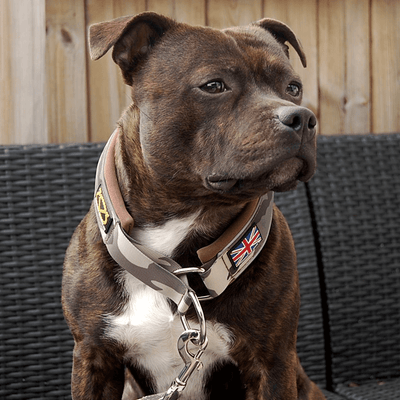 Staffordshire Bull Terrier 1935® Martingale Collar - Classic Camo & Choco