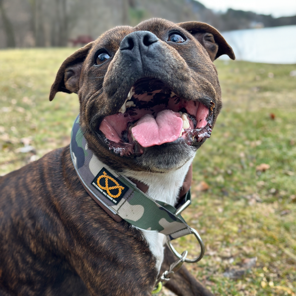 Staffordshire Bull Terrier 1935® Martingale Halsband - Klassisk Camo & Choklad