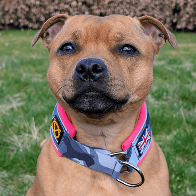 Staffordshire Bull Terrier 1935® Martingale Collar - Night Camo & Neon Pink