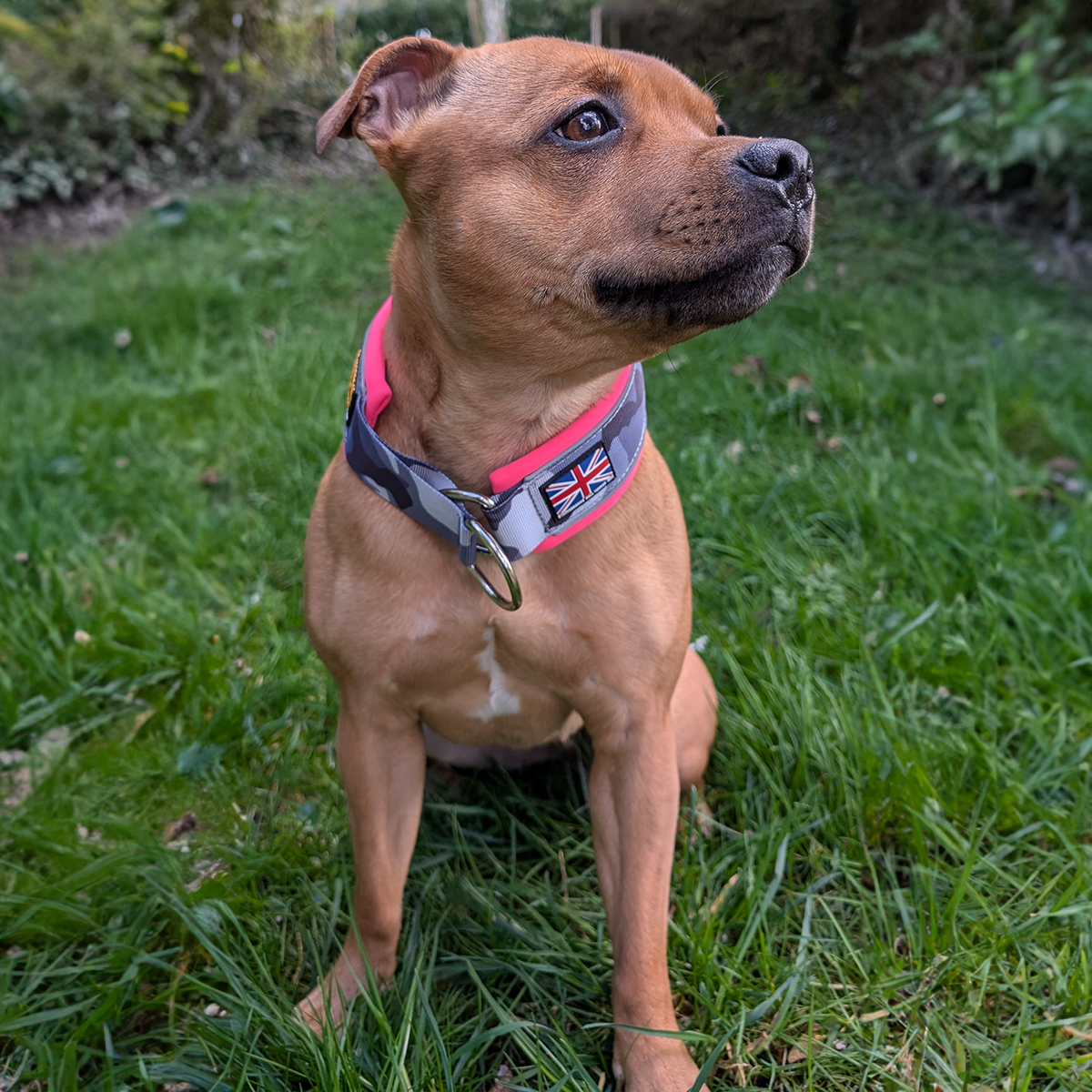 Staffordshire Bull Terrier 1935® Martingale Halsband - Natt Camo & Neonrosa