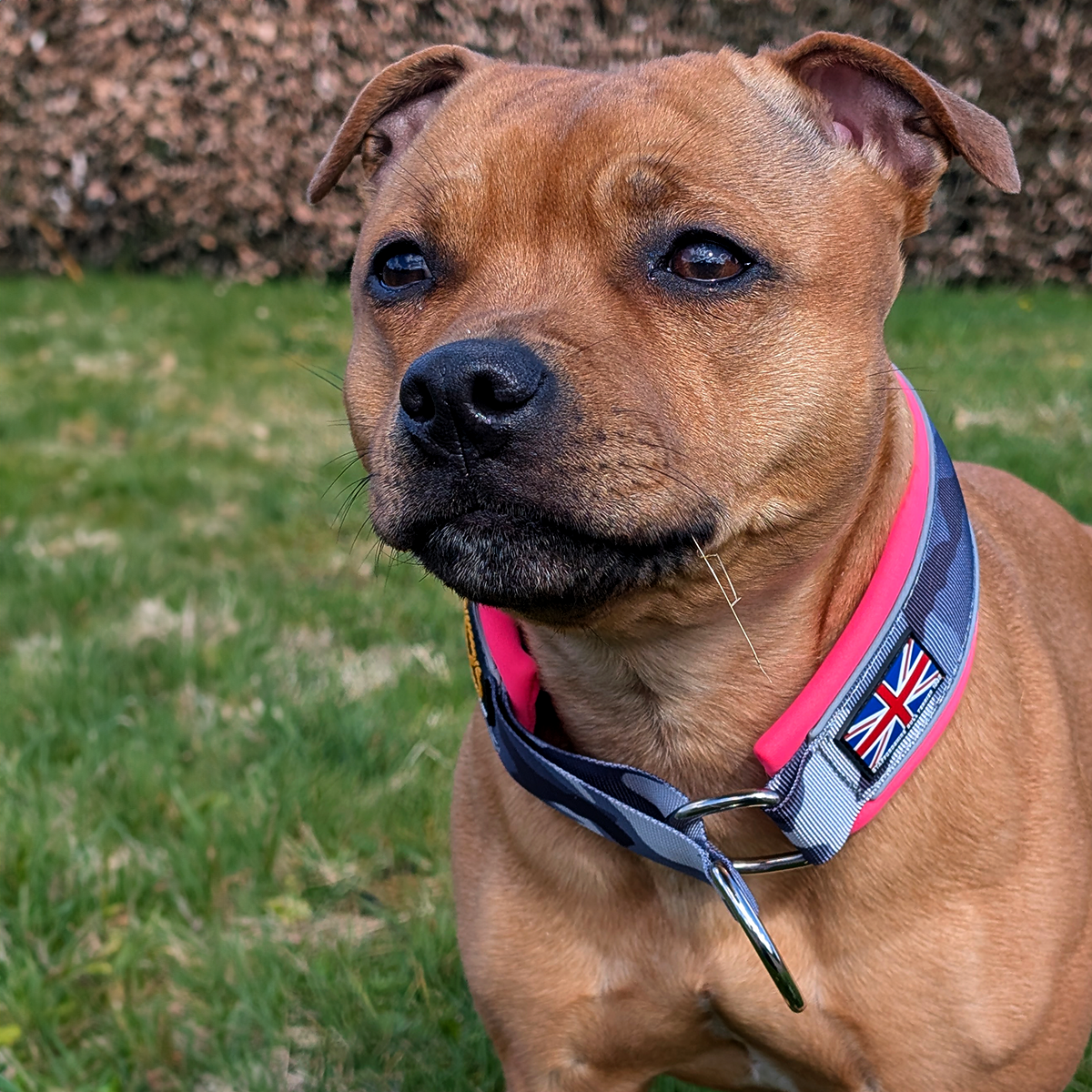 Staffordshire Bull Terrier 1935® Martingale Halsband - Natt Camo & Neonrosa