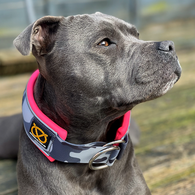 Staffordshire Bull Terrier 1935® Martingale Collar - Night Camo & Neon Pink