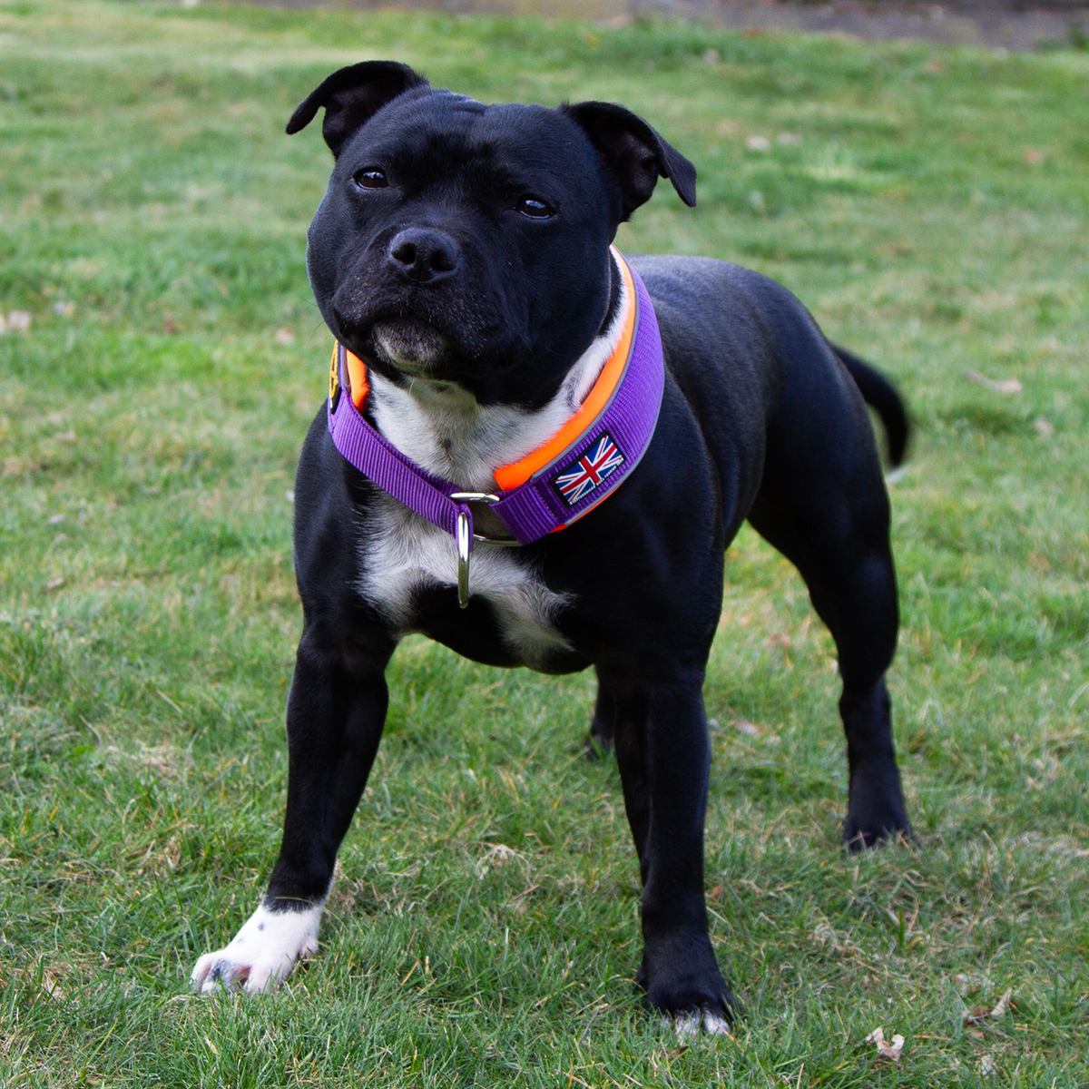 Staffordshire Bull Terrier 1935® Martingale Halsband - Mörklila & Neonorange