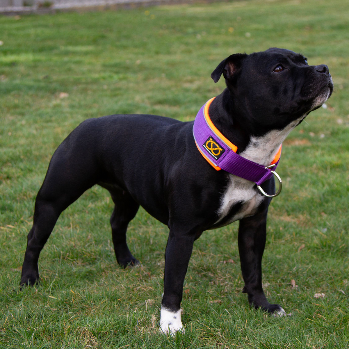 Staffordshire Bull Terrier 1935® Martingale Halsband - Mörklila & Neonorange