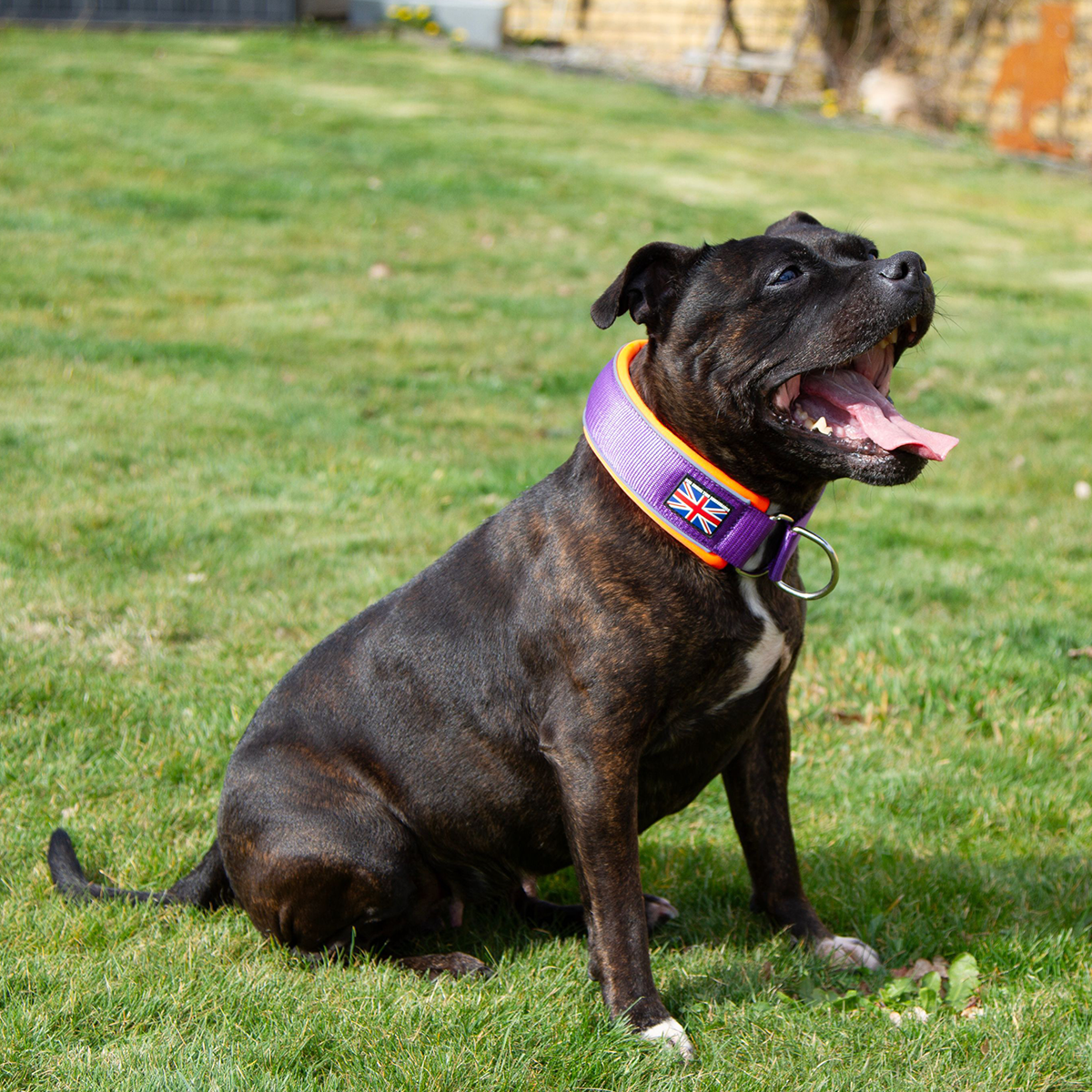 Staffordshire Bull Terrier 1935® Martingale Halsband - Mörklila & Neonorange