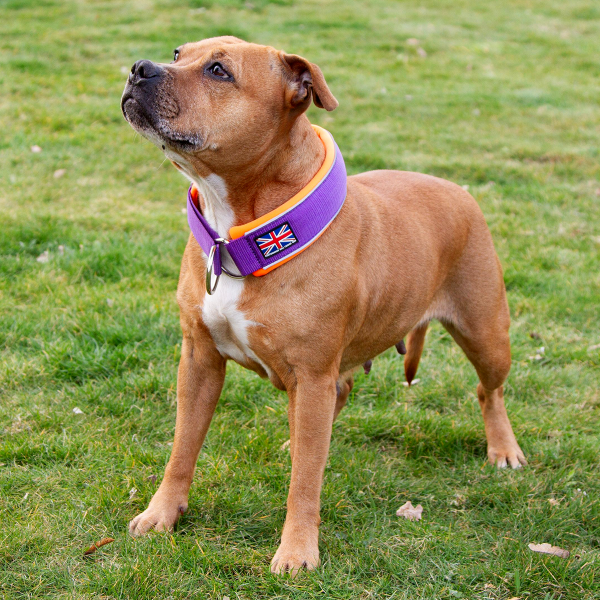 Staffordshire Bull Terrier 1935® Martingale Halsband - Mörklila & Neonorange