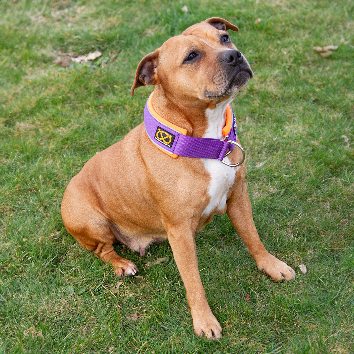 Staffordshire Bull Terrier 1935® Martingale Halsband - Mörklila & Neonorange