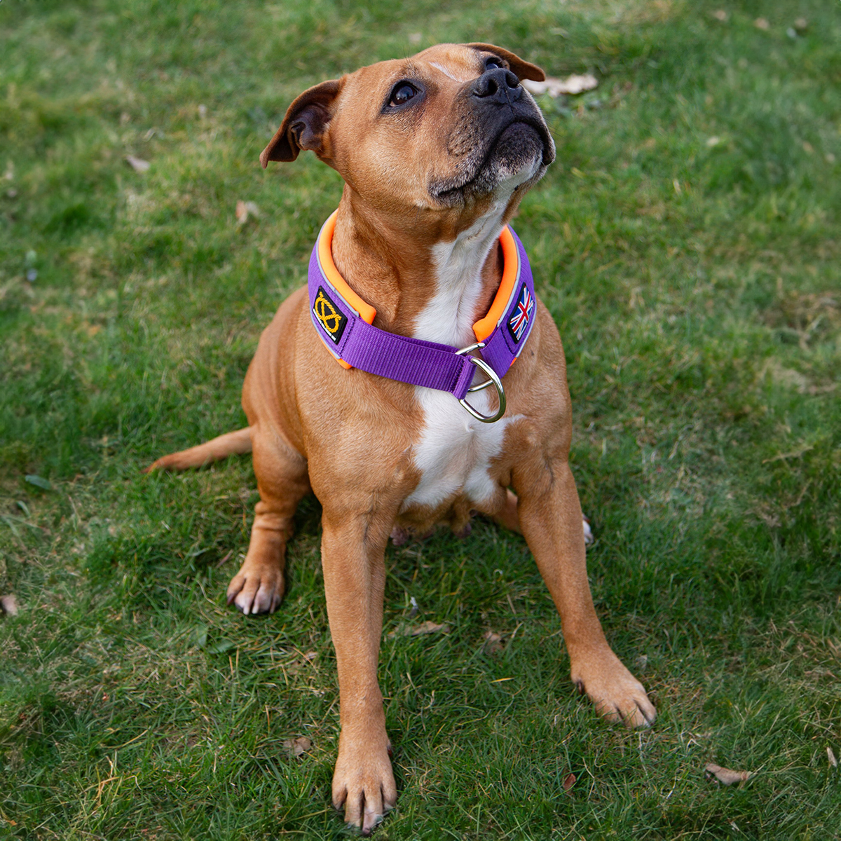 Staffordshire Bull Terrier 1935® Martingale Halsband - Mörklila & Neonorange