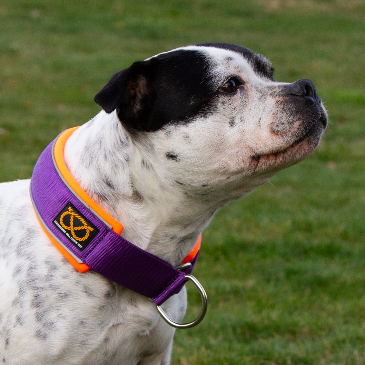 Staffordshire Bull Terrier 1935® Martingale Halsband - Mörklila & Neonorange