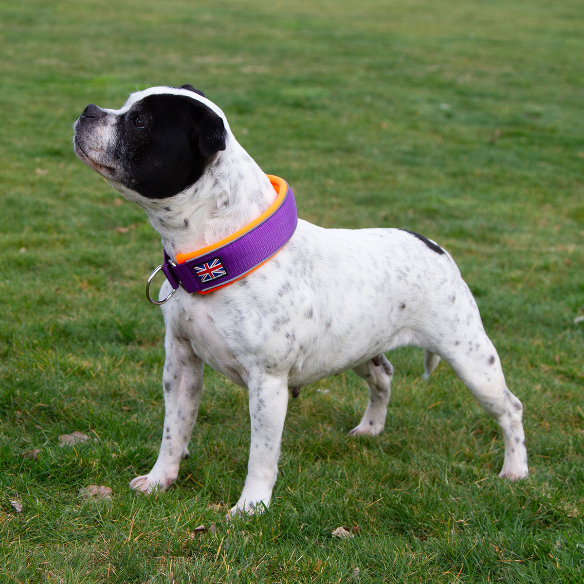 Staffordshire Bull Terrier 1935® Martingale Halsband - Mörklila & Neonorange