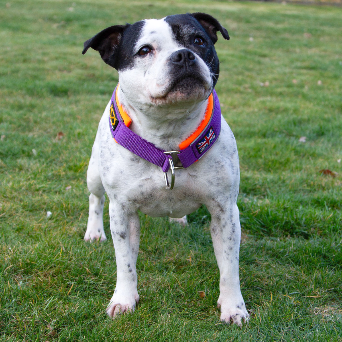 Staffordshire Bull Terrier 1935® Martingale Halsband - Mörklila & Neonorange