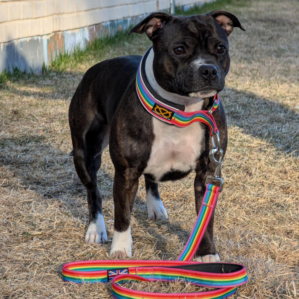 Staffordshire Bull Terrier 1935® Martingale Halsband - Rainbow Edition