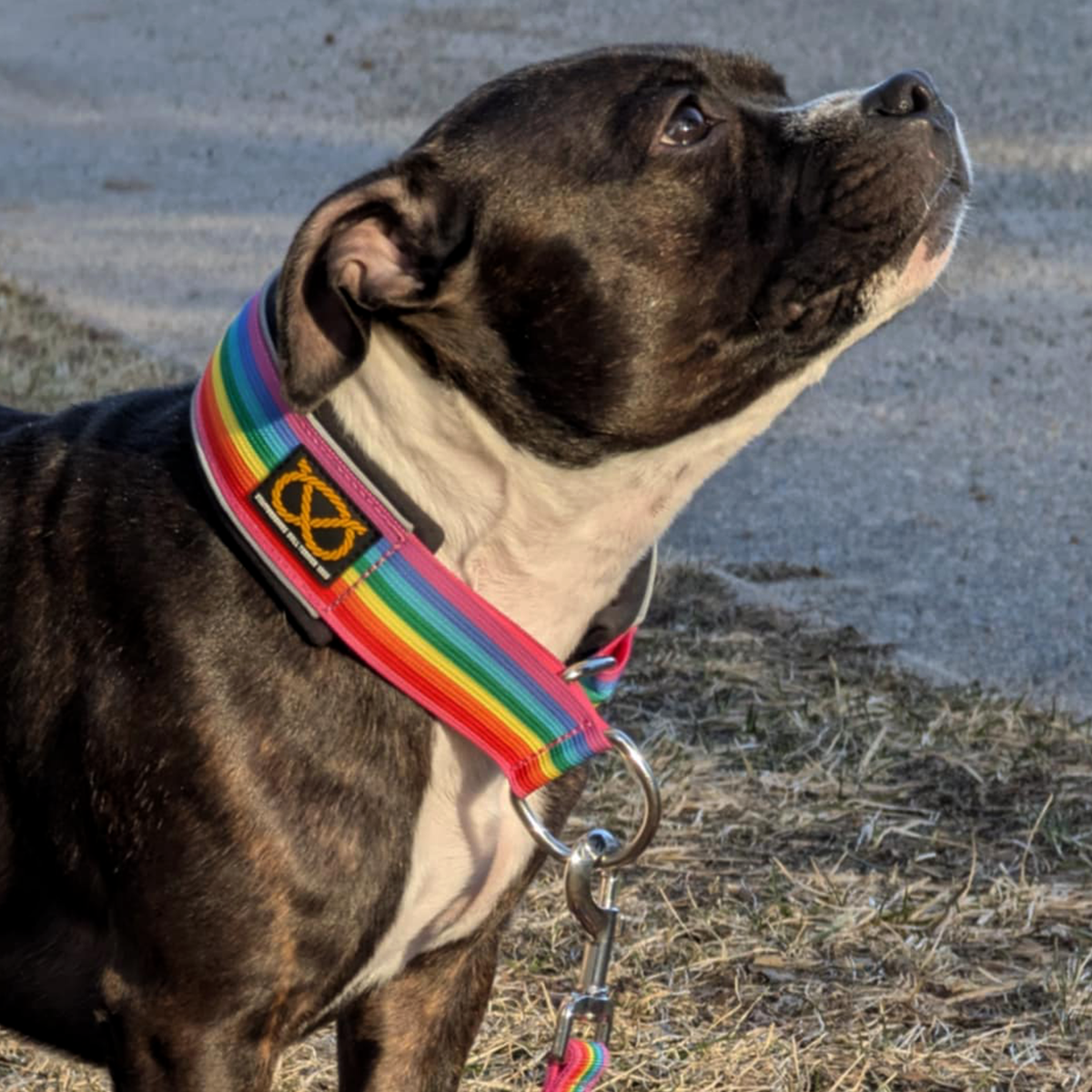 Staffordshire Bull Terrier 1935® Martingale Halsband - Rainbow Edition