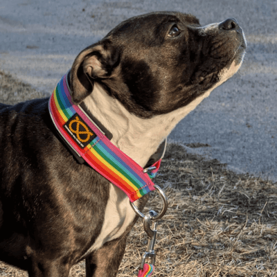 Staffordshire Bull Terrier 1935® Martingale Collar - Rainbow Edition