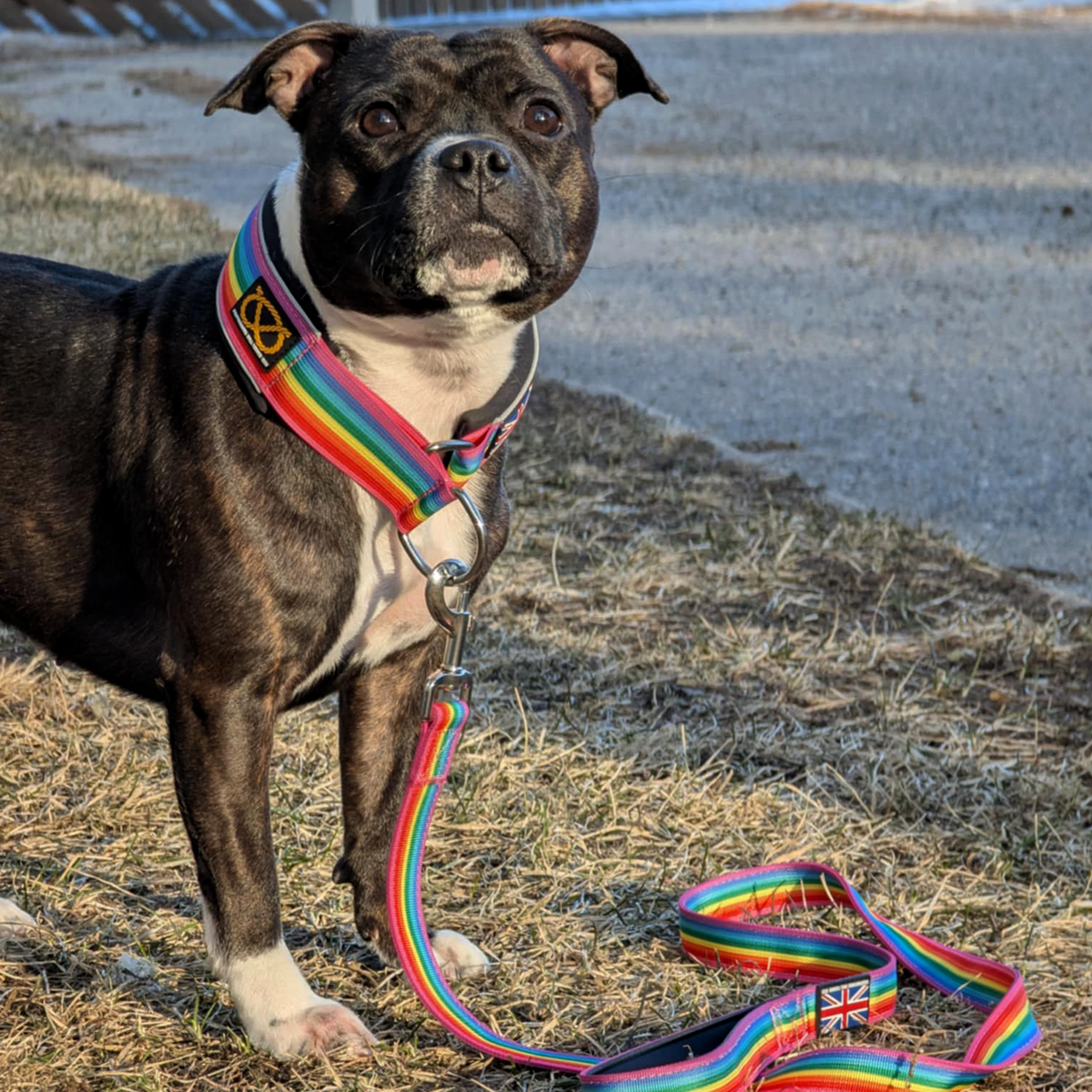 Staffordshire Bull Terrier 1935® Martingale Halsband - Rainbow Edition