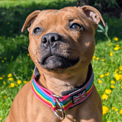 Staffordshire Bull Terrier 1935® Collier Martingale - Arc-en-Ciel