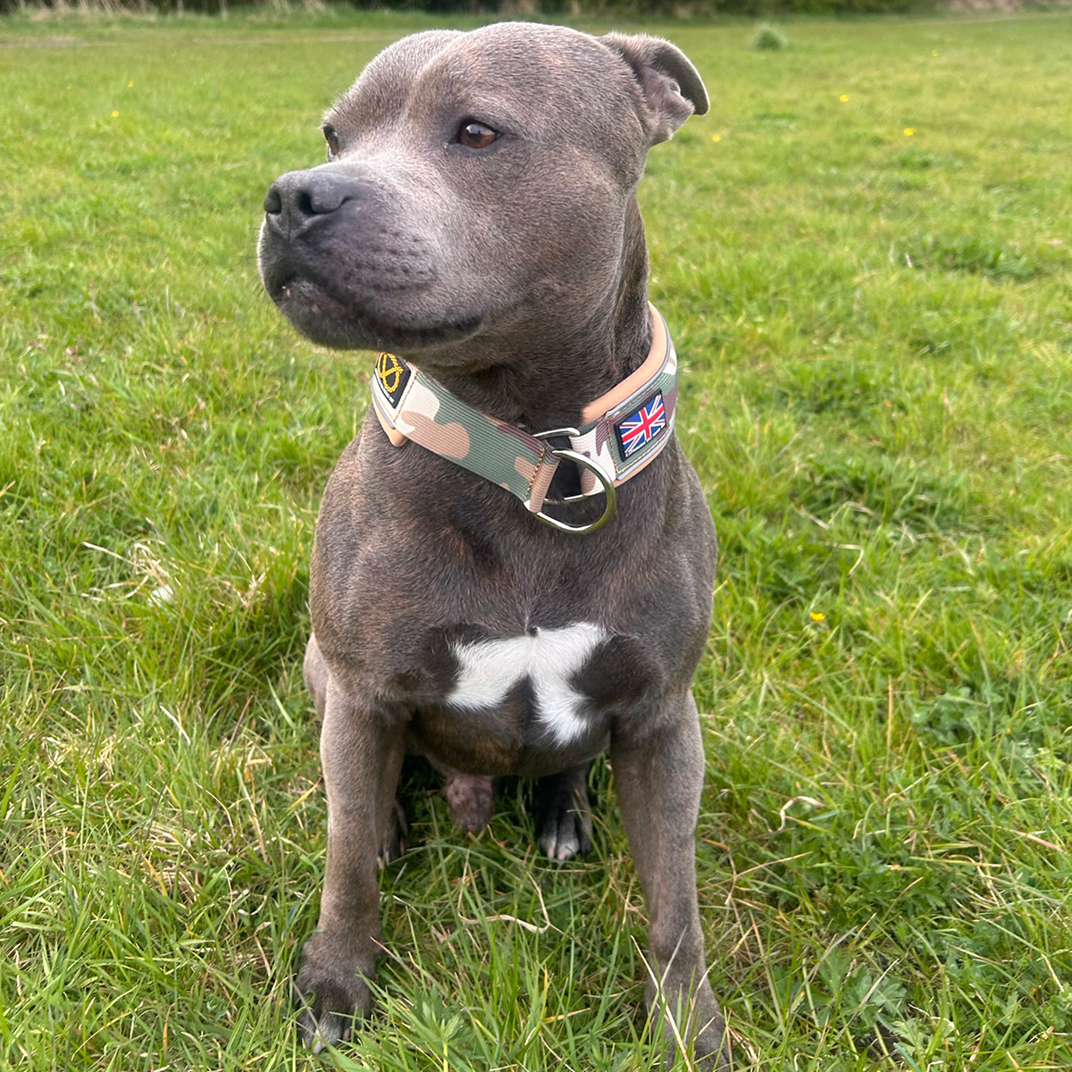 Staffordshire Bull Terrier 1935® Martingale Collar - Sand Camo