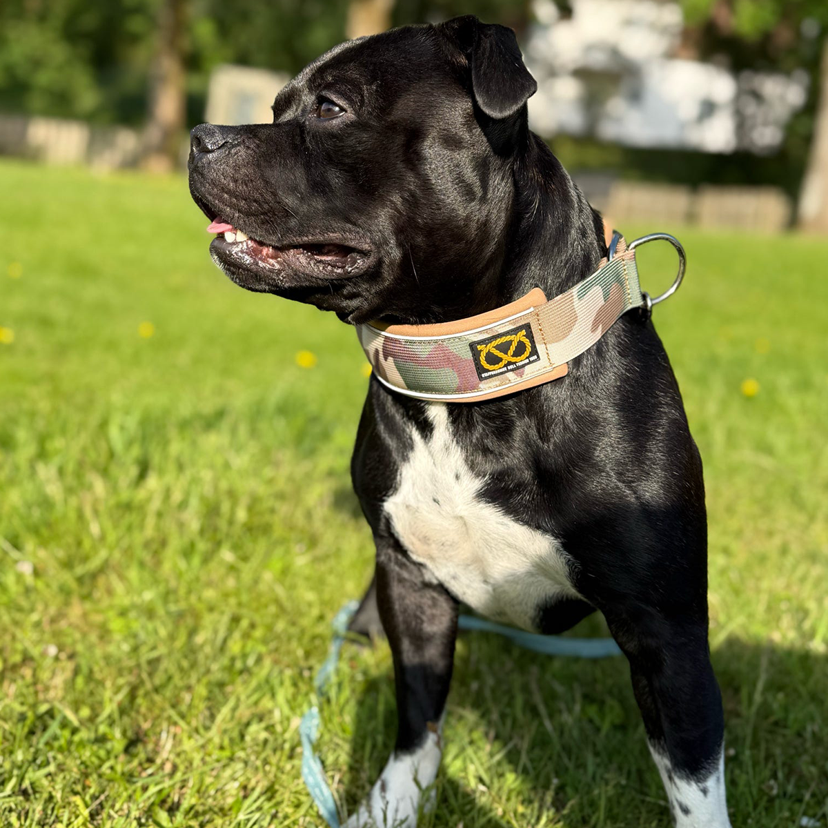 Staffordshire Bull Terrier 1935® Martingale Collar - Sand Camo