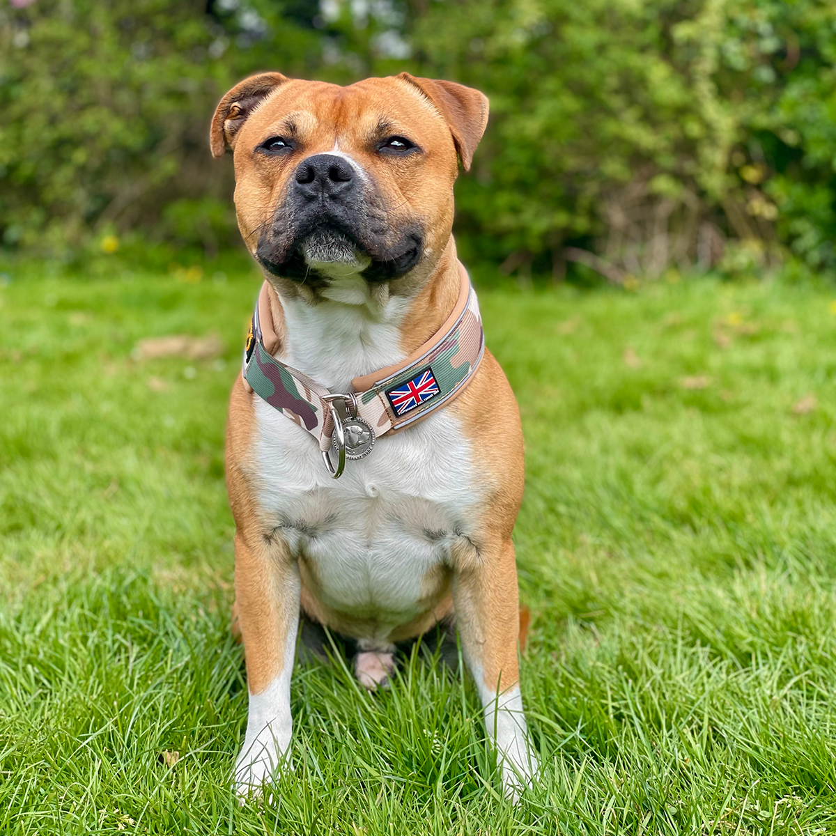 Staffordshire Bull Terrier 1935® Martingale Collar - Sand Camo