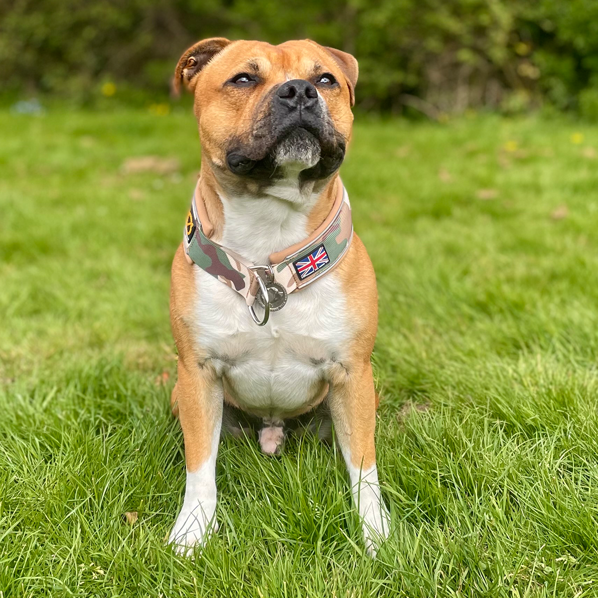 Staffordshire Bull Terrier 1935® Martingale Collar - Sand Camo