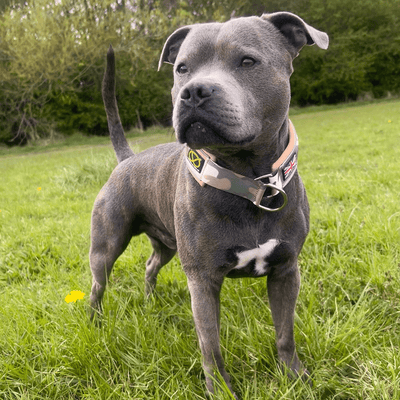 Staffordshire Bull Terrier 1935® Martingale Collar - Sand Camo