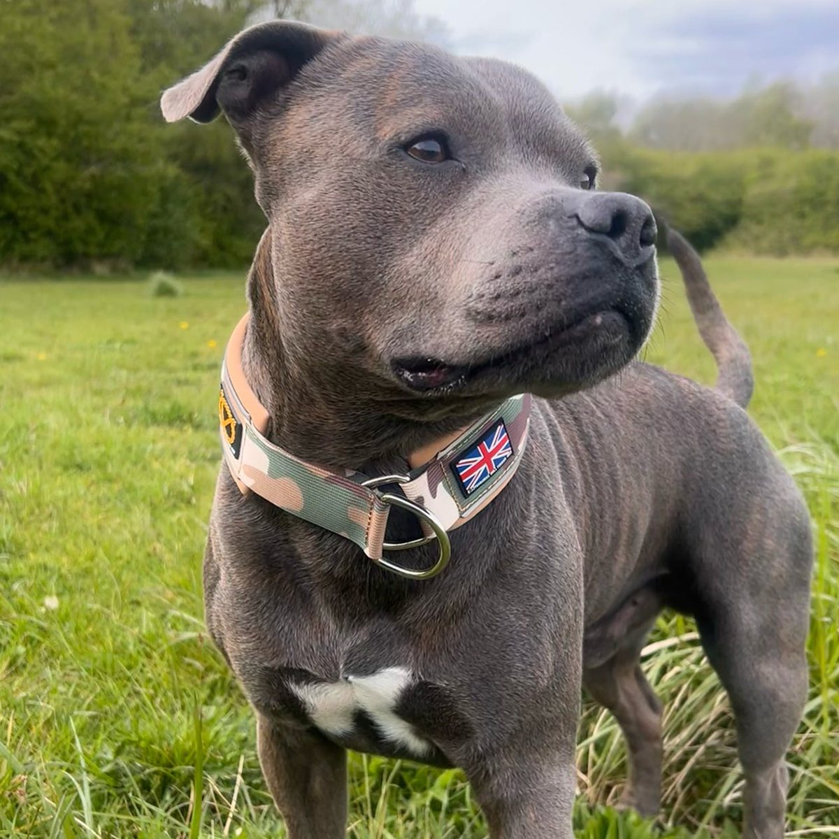 Staffordshire Bull Terrier 1935® Martingale Collar - Sand Camo